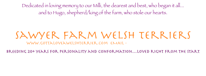 Dedicated in loving memory to our Milli, the dearest and best, who began it all... and to Hugo, shepherd/king of the farm, who stole our hearts     


   Sawyer farm welsh Terriers
www.gottaloveawelshterrier.com  EMAIL - sawyerfarm@aol.com

breeding 18 years for personality and conformation....loved right from the start



