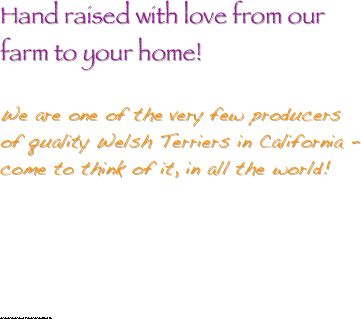 


Hand raised with love from our farm to your home!
 
We are one of the very few producers of quality Welsh Terriers in California - come to think of it, in all the world!  





welch, terrior, welch terrier, welch terrior,  welshie, breeder, welsh terrier breeder, airedale, welch terrior  